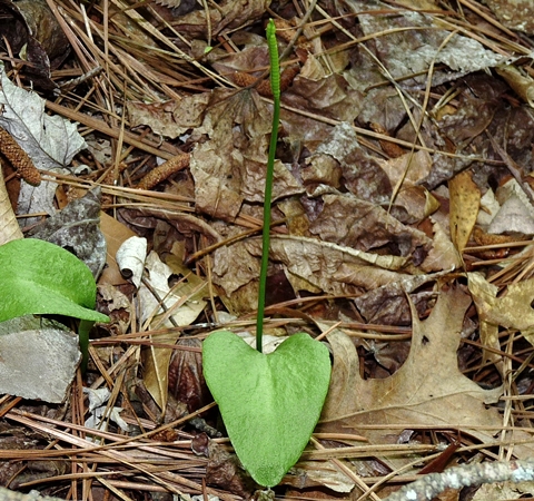 {Ophioglossum pycnostichum}